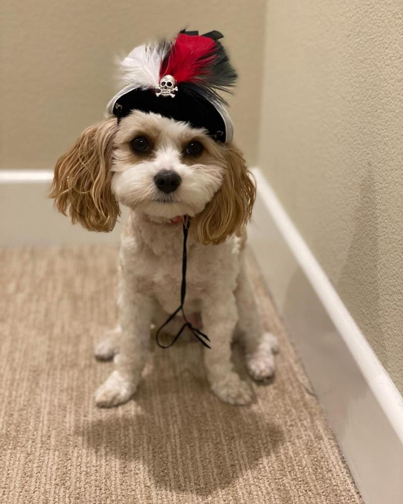 Cute Cavachon Pup in Los Angeles CA