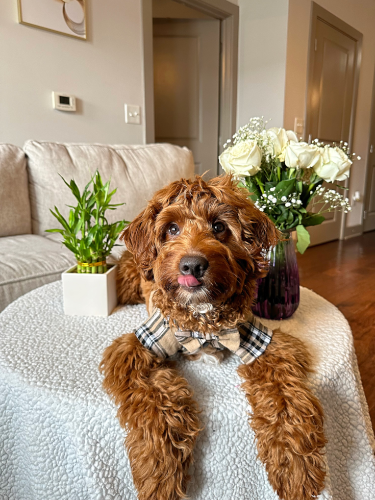 Mini Goldendoodle Being Cute