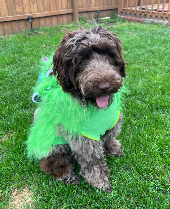 Portuguese Water Dog