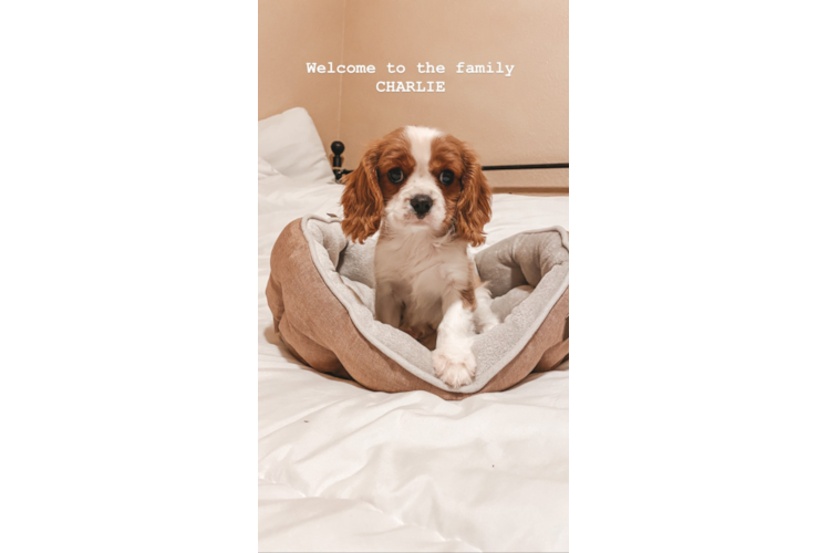 Little Cavalier King Charles Spaniel Baby