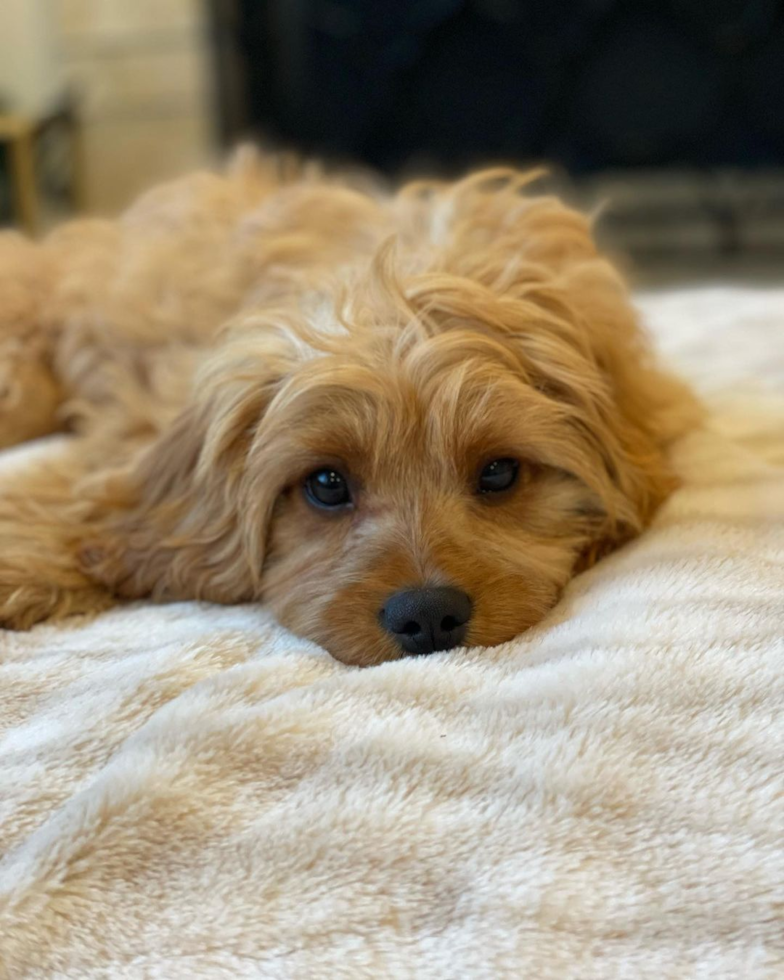 Sweet Cavapoo Pup