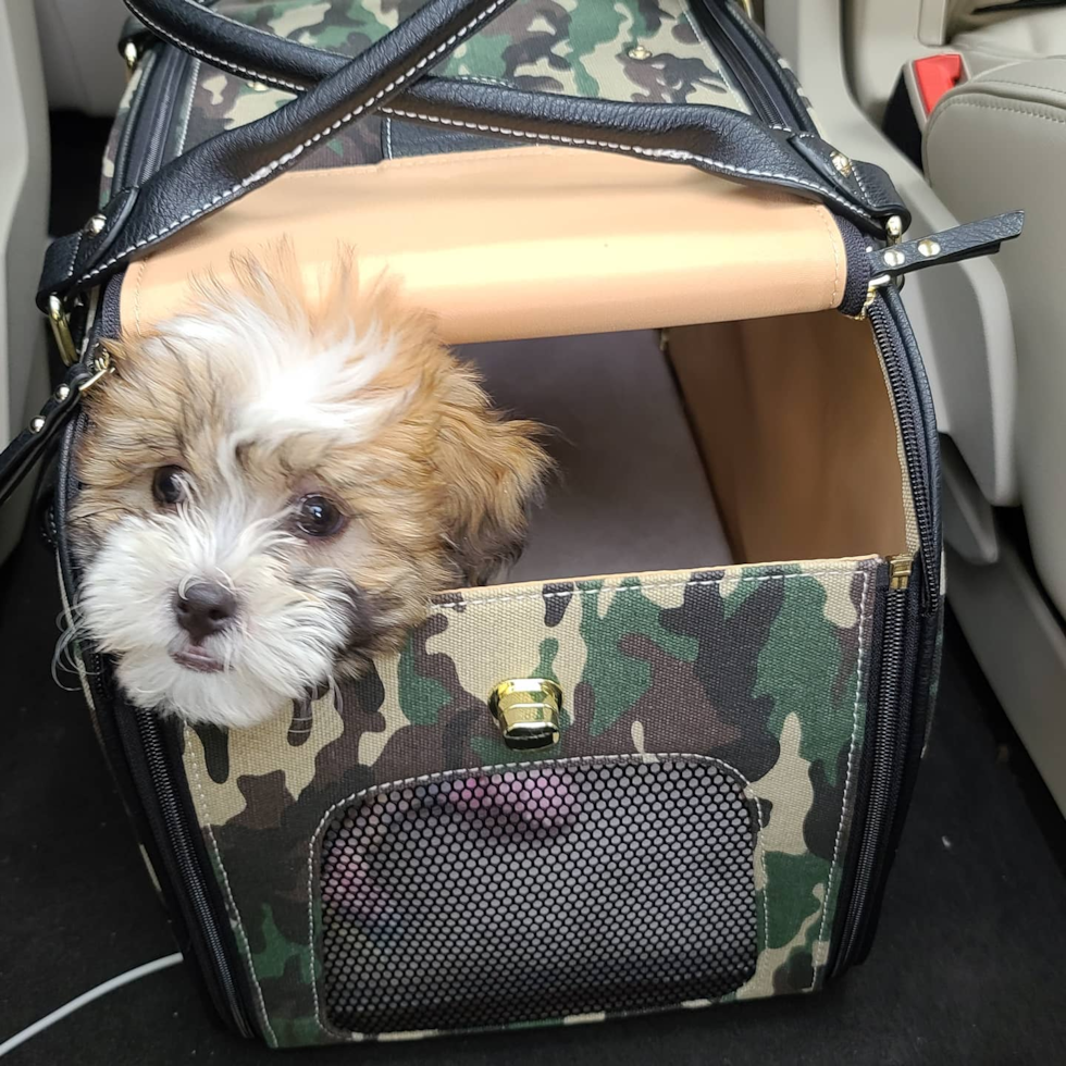 Happy Shih Poo Pup in Acworth GA