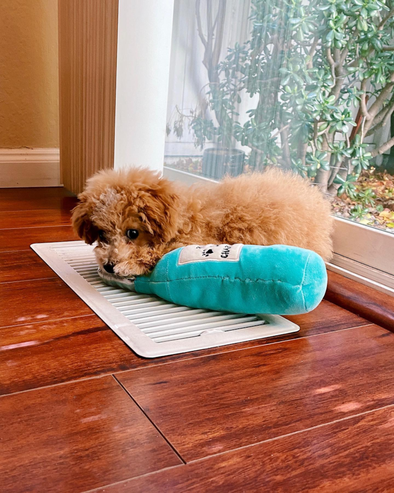 Small Poochon Pup in Pleasanton CA