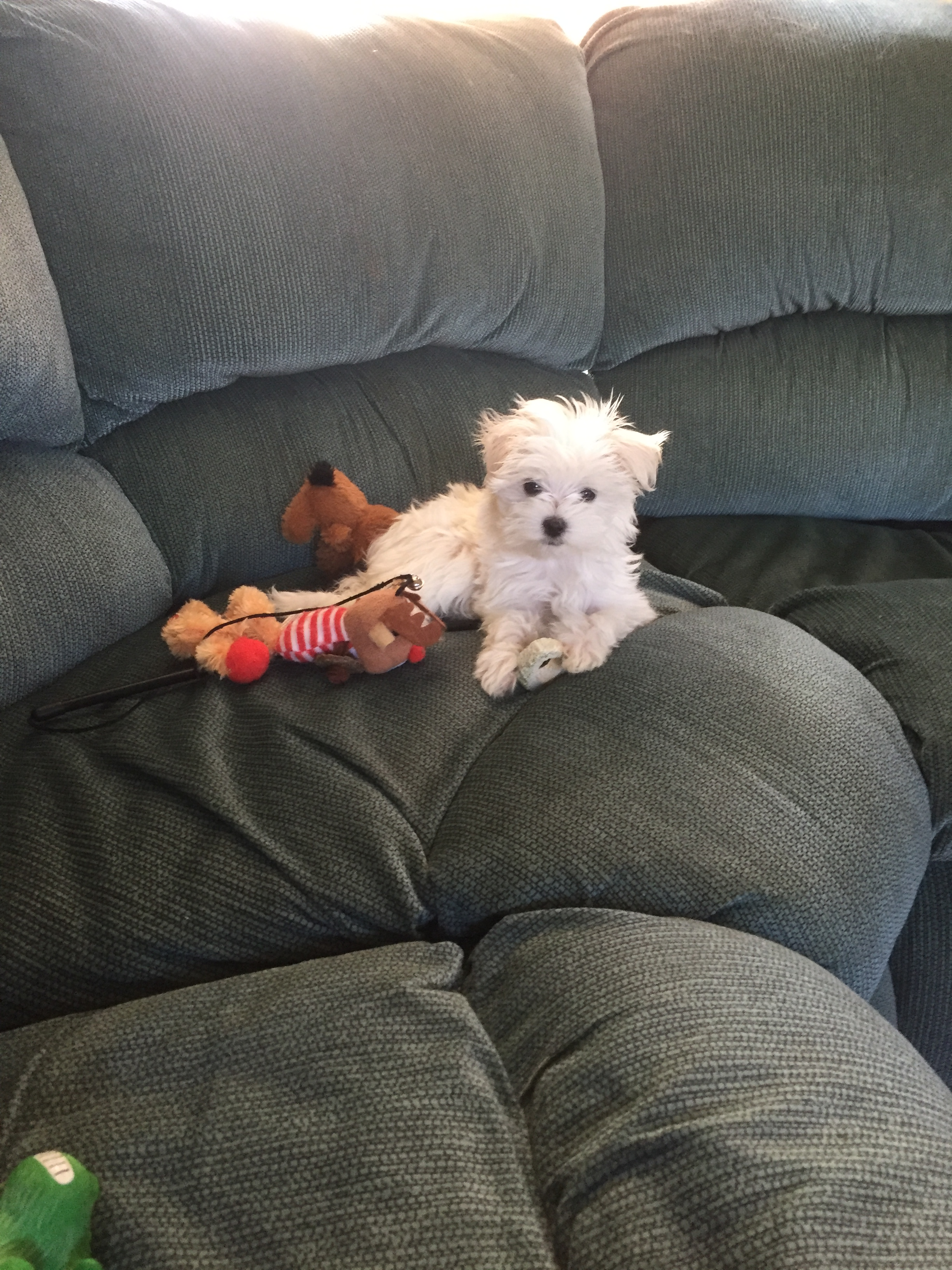 Maltese Puppy for Adoption