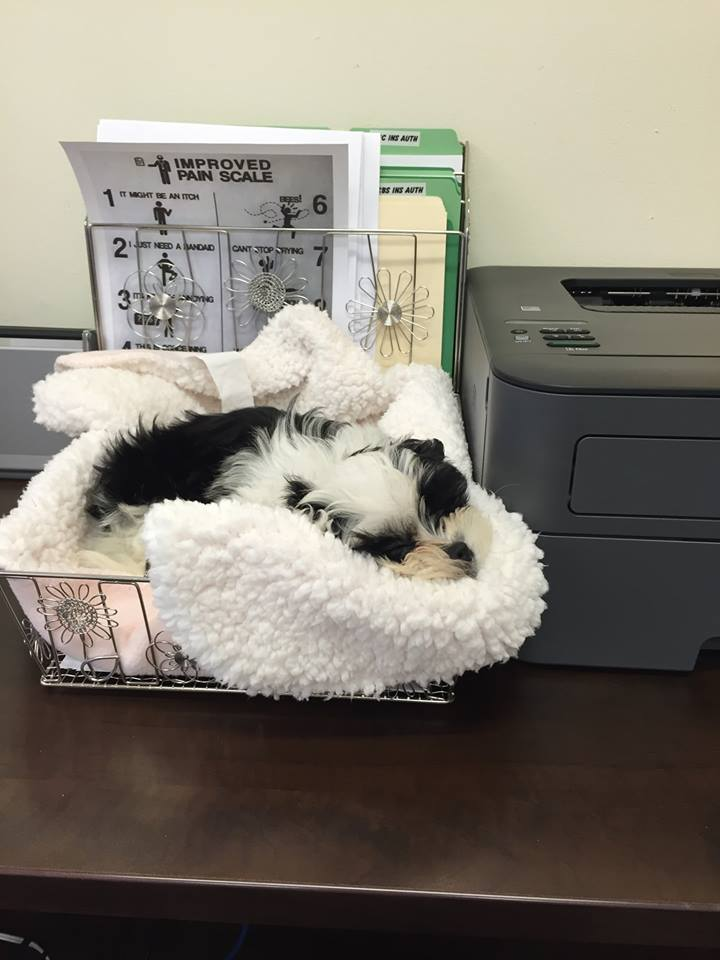 Little Shichon Designer Puppy