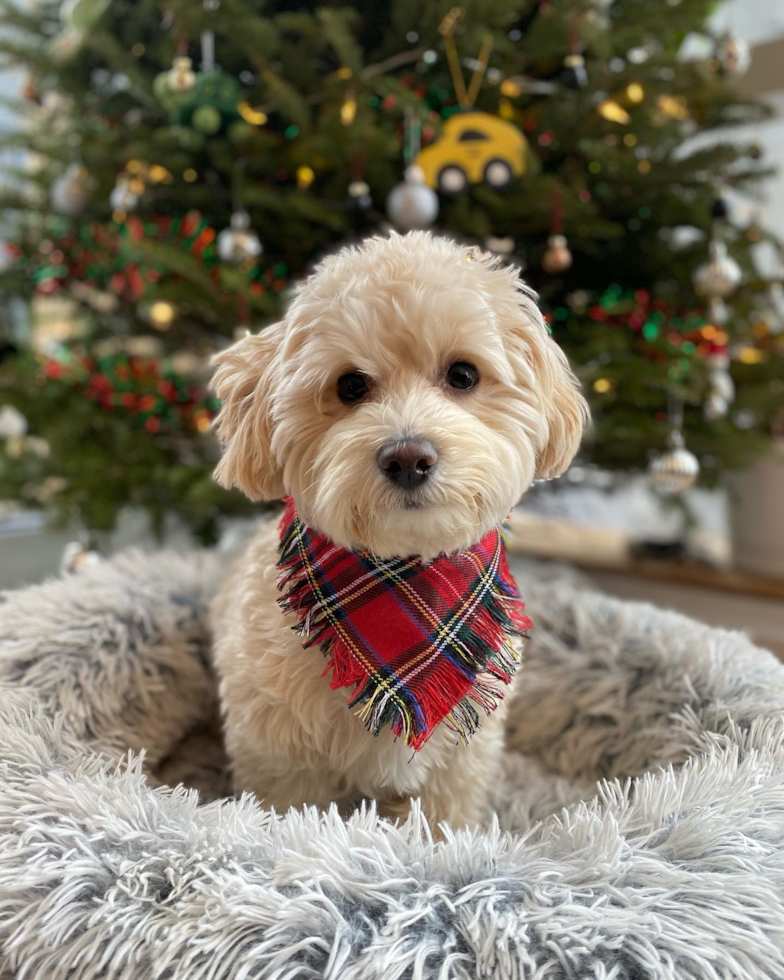 Brooklyn Maltipoo Pup