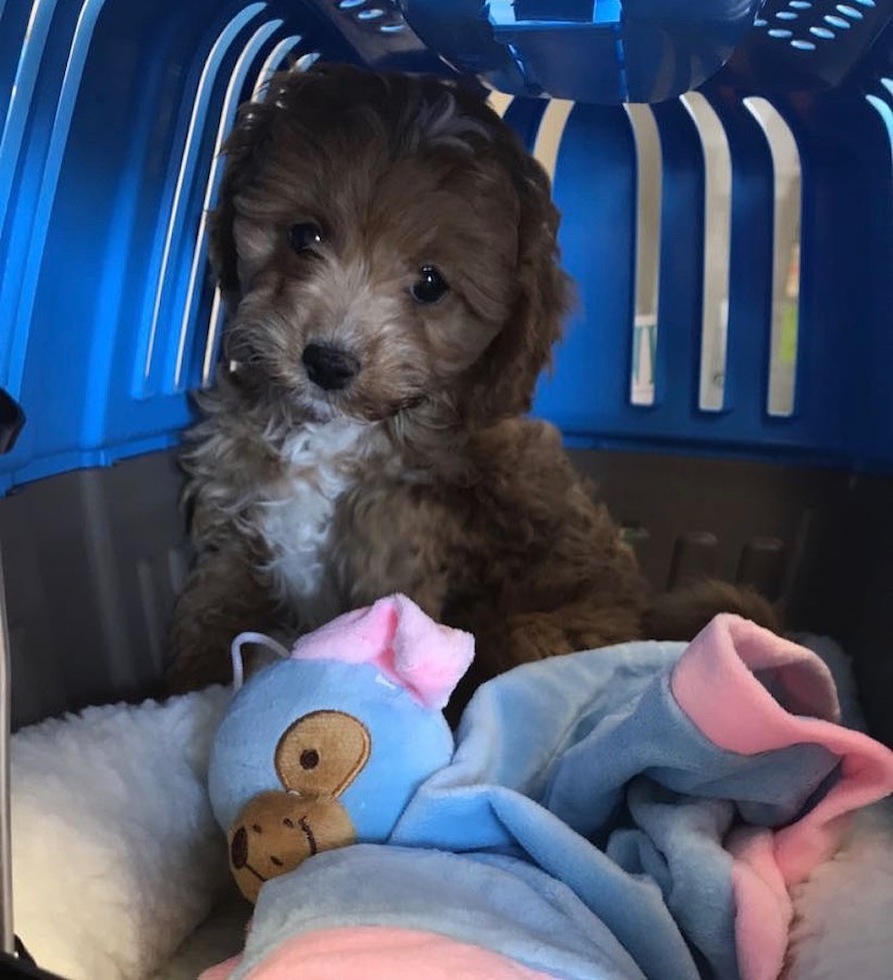 Energetic Cavoodle Poodle Mix Pup