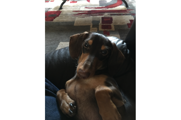 Best Dachshund Baby