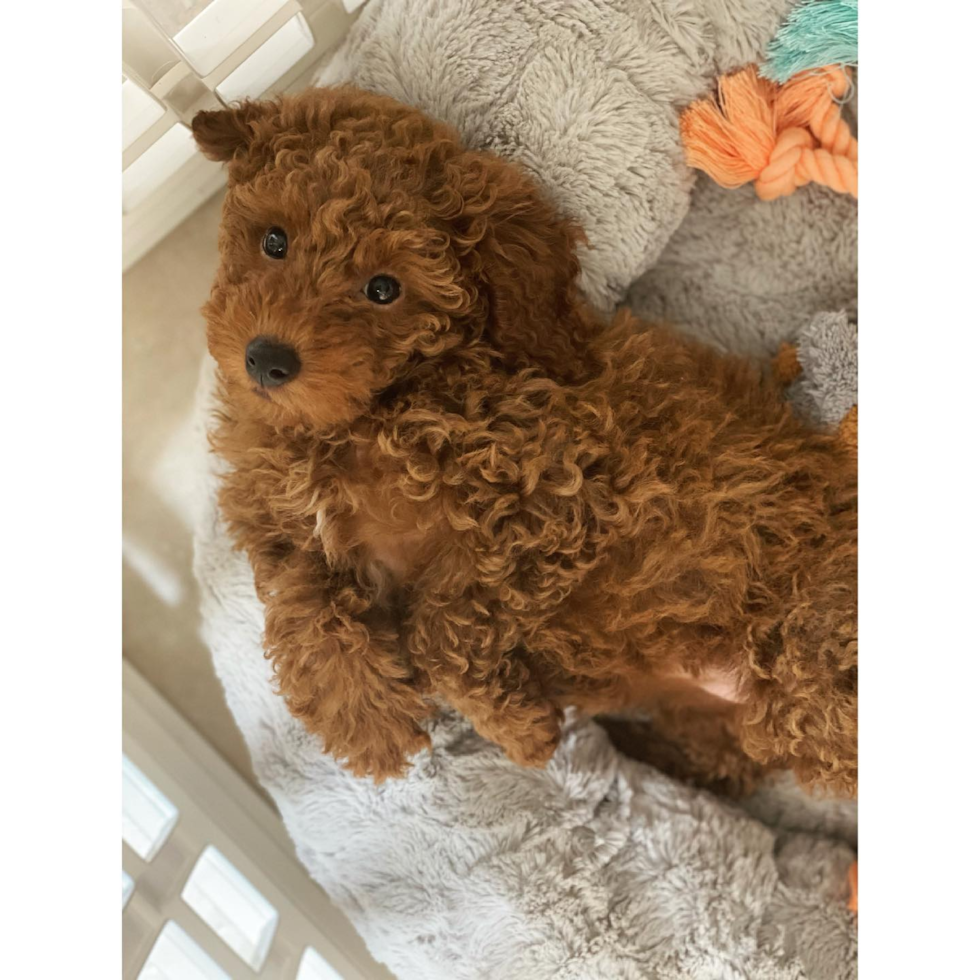 Hacienda Heights Mini Goldendoodle Pup