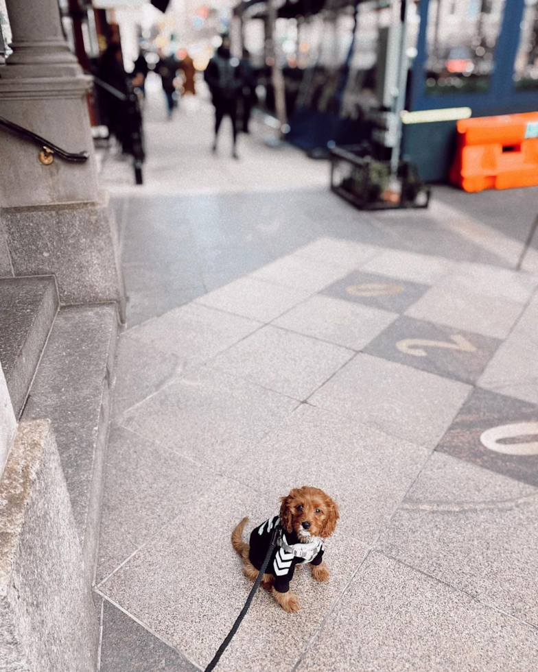 Adorable Cavoodle Poodle Mix Pup