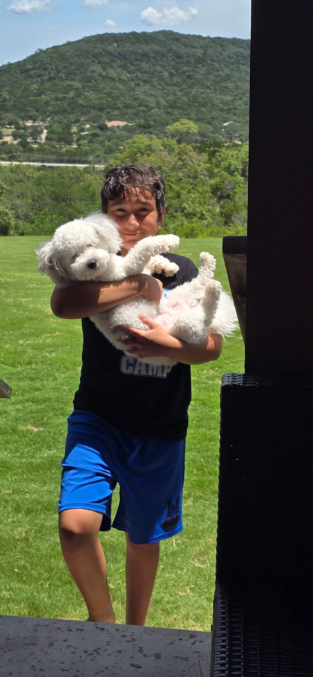 Havapoo Being Cute