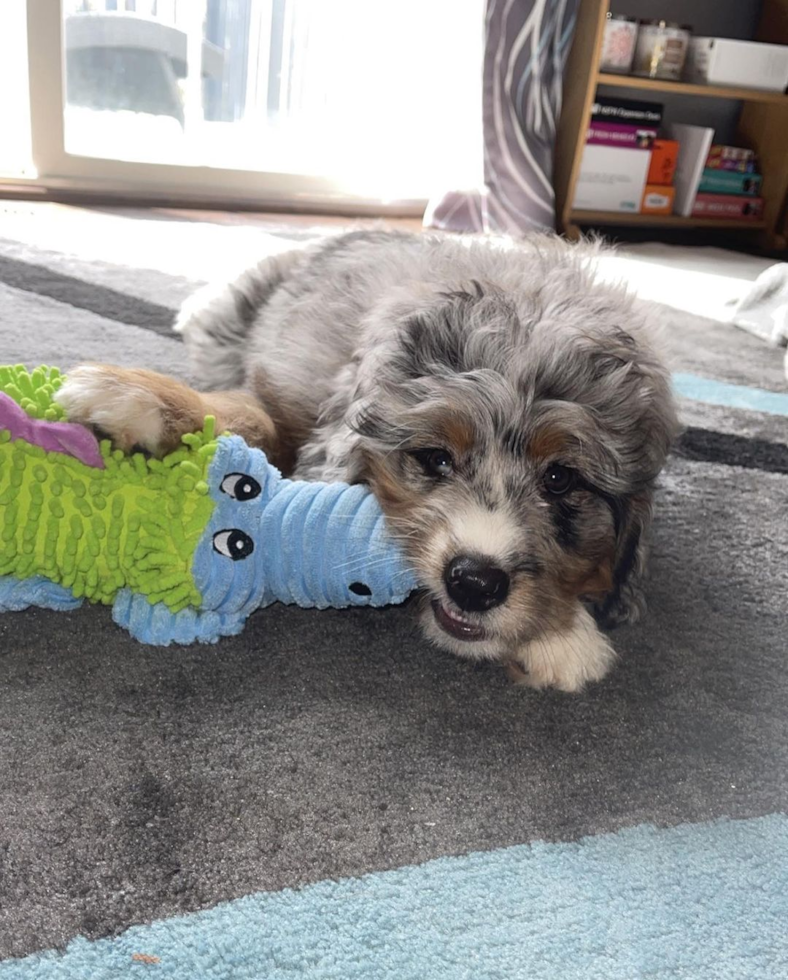 Smart Mini Bernedoodle Poodle Mix Pup