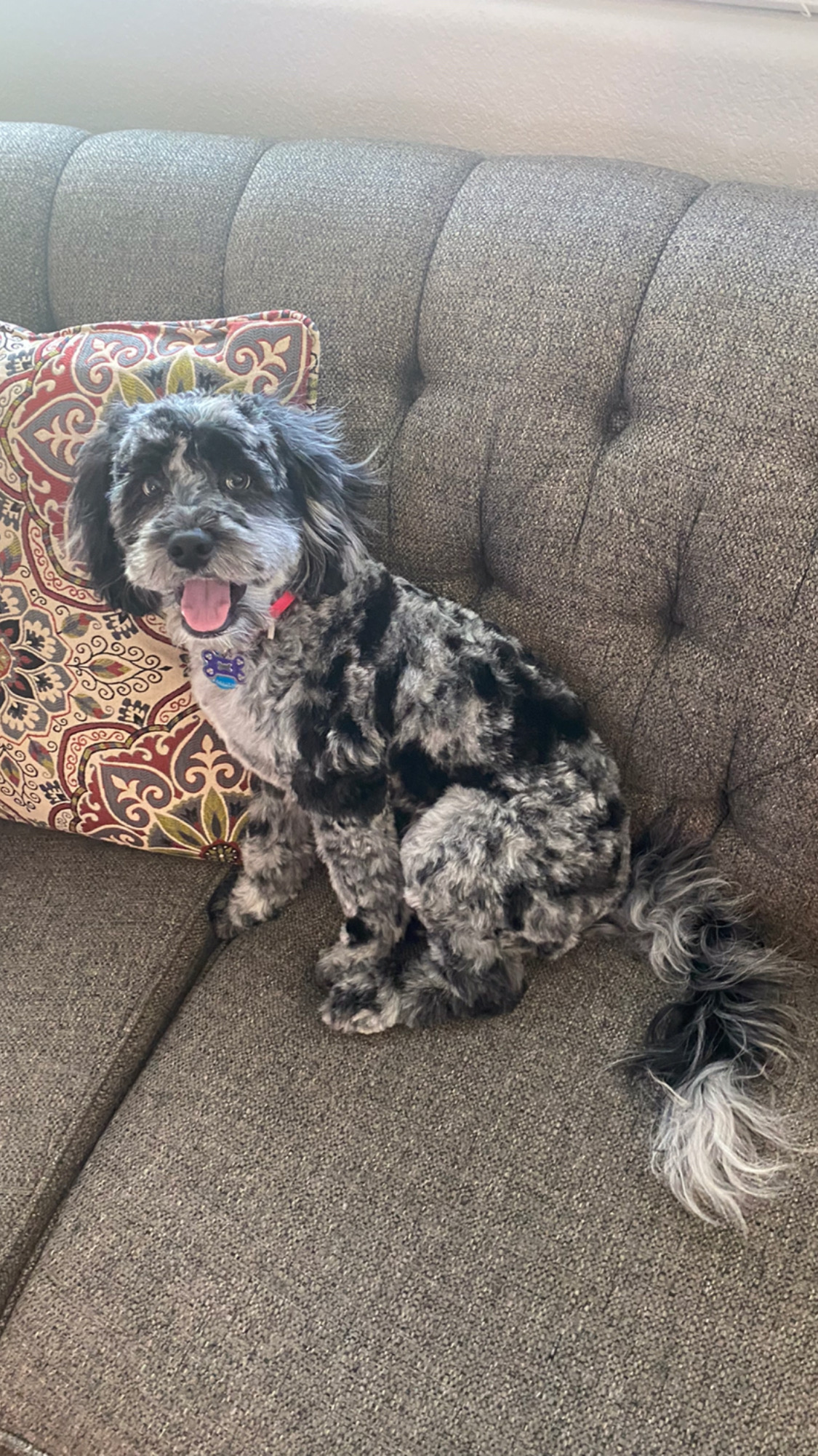 Best Cockapoo Baby