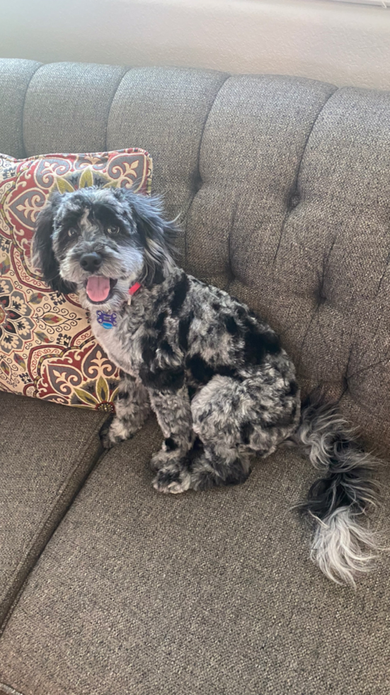 Popular Cockapoo Poodle Mix Pup