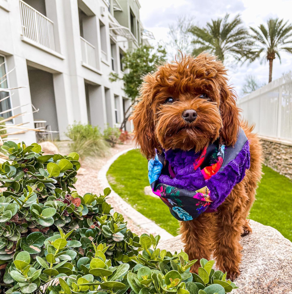 Ogden Cavapoo Pup