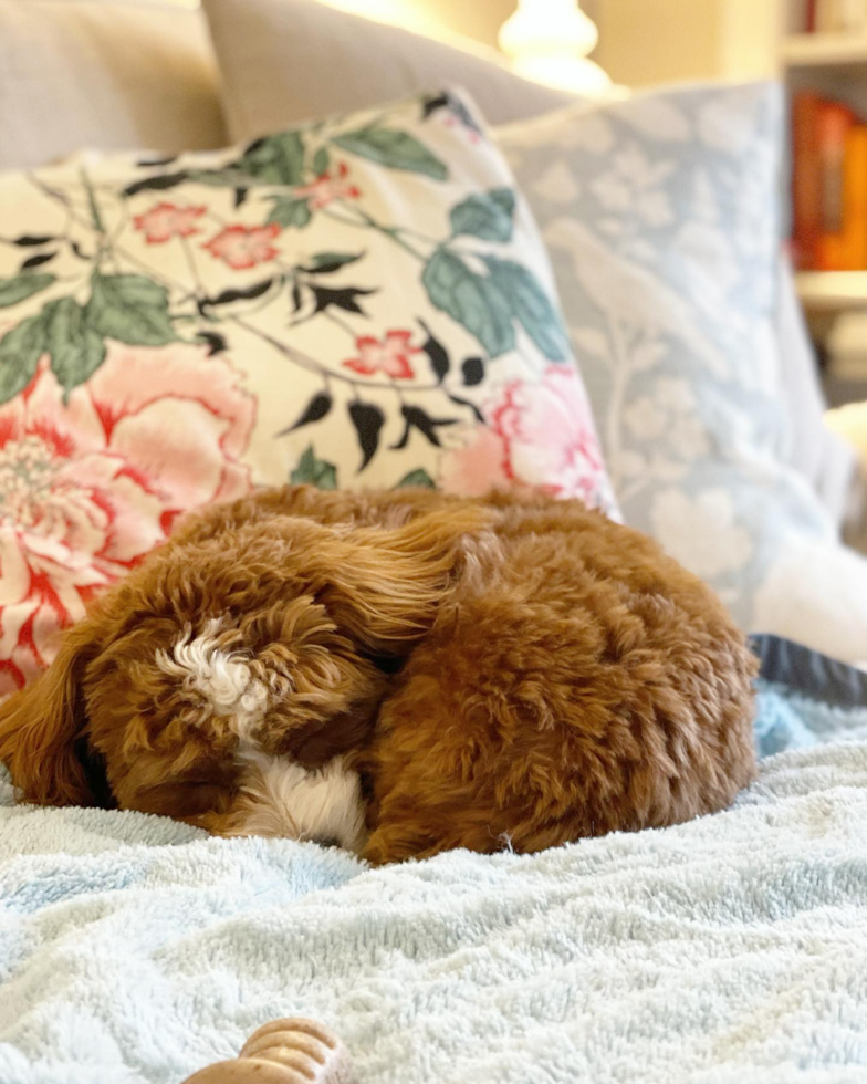 Small Cavapoo Pup