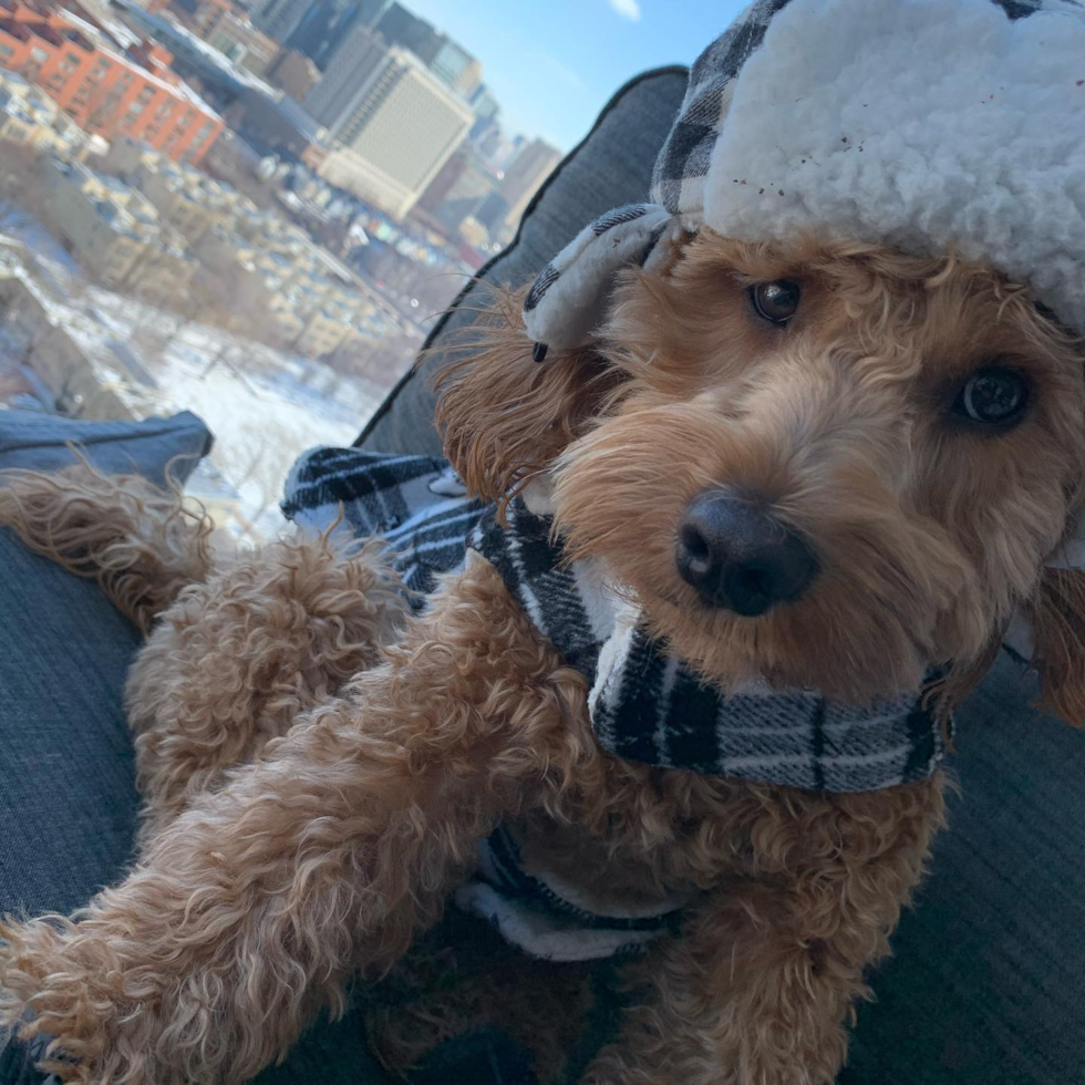 Happy Cockapoo Pup