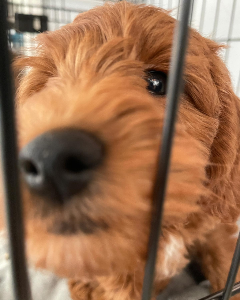 Funny Mini Goldendoodle Poodle Mix Pup