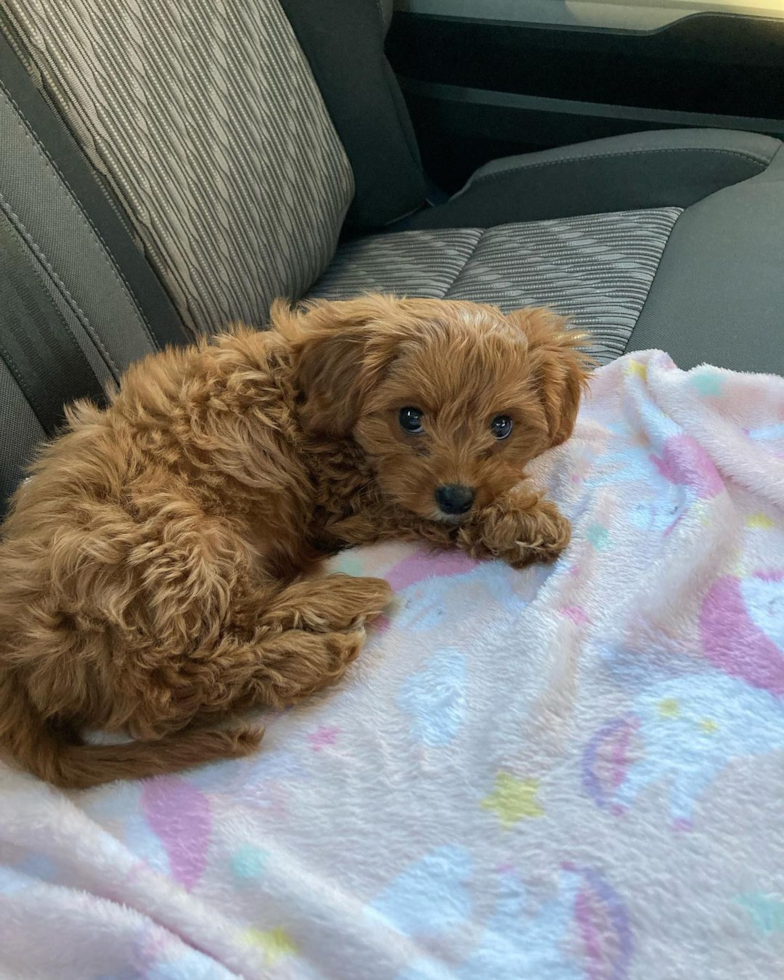 Funny Cavapoo Poodle Mix Pup