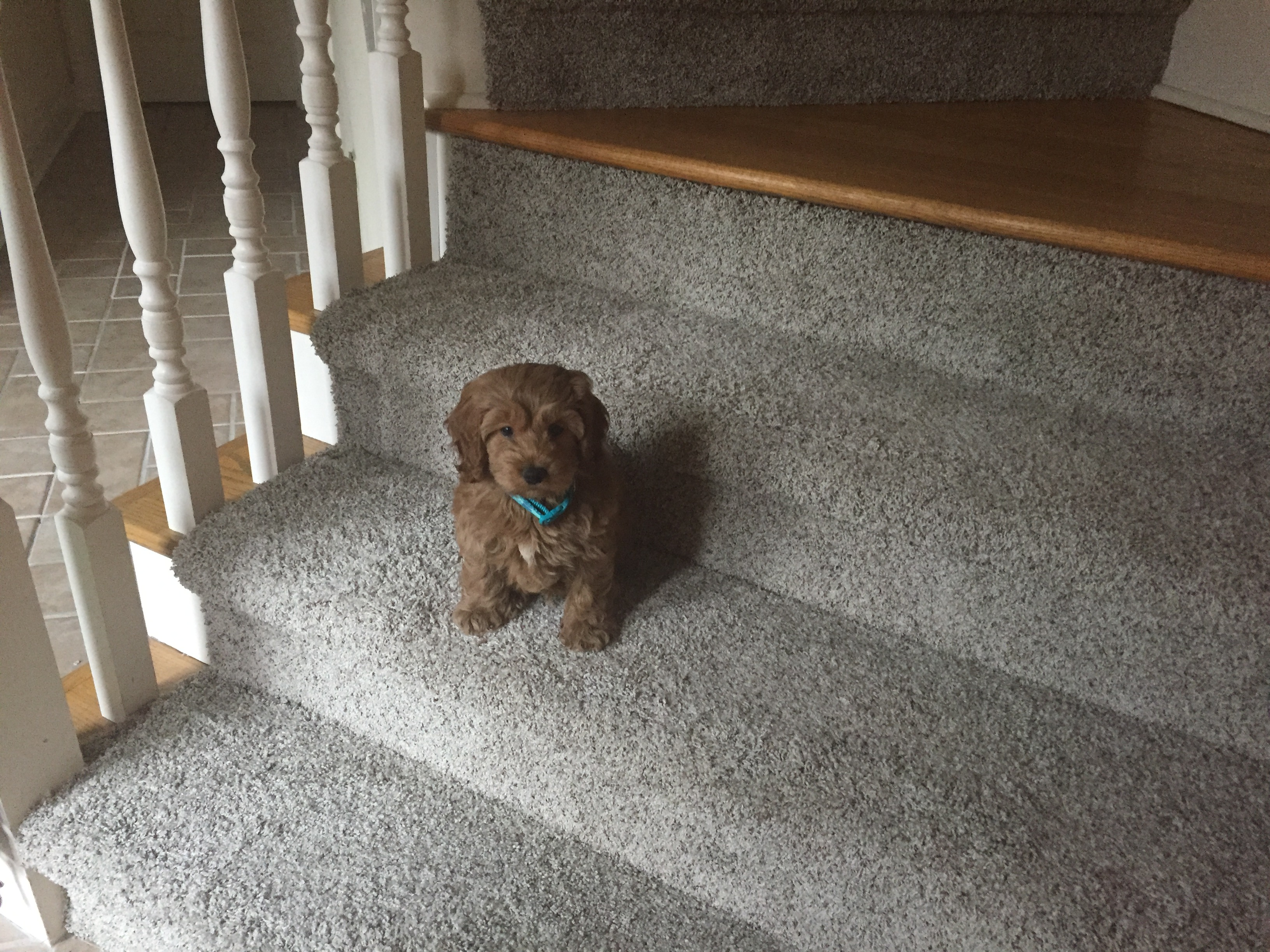 Playful Golden Retriever Poodle Mix Puppy