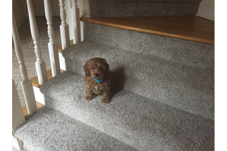 Playful Golden Retriever Poodle Mix Puppy