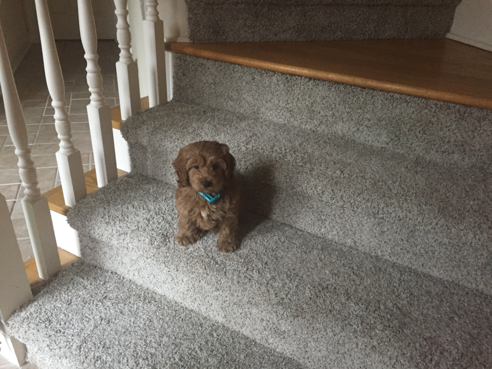 Happy Mini Goldendoodle Pup