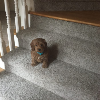 Happy Mini Goldendoodle Pup