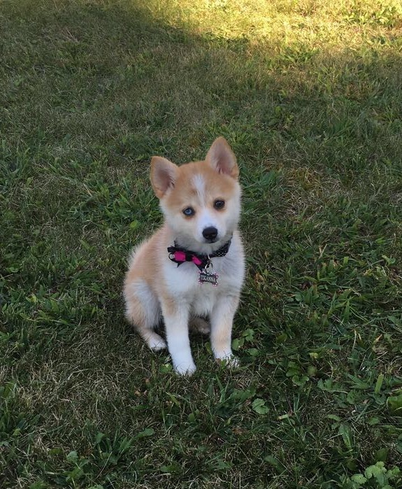 Pomsky Pup Being Cute