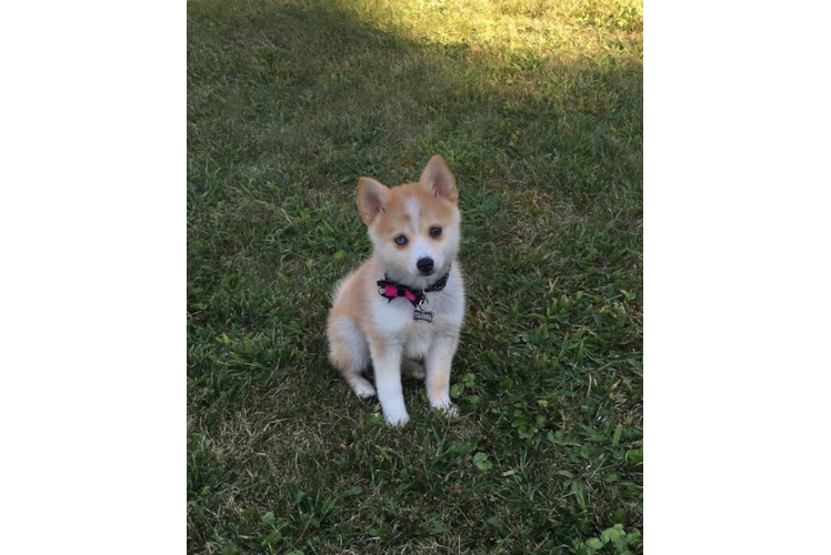 Pomsky Pup Being Cute