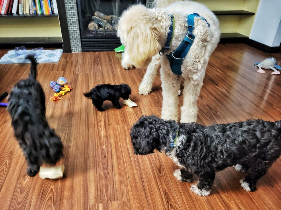 Playful Maltese Poodle Poodle Mix Pup