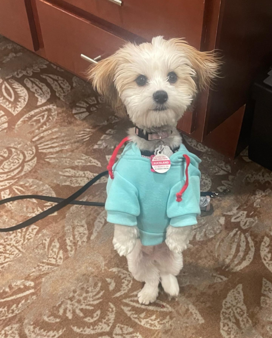 Hypoallergenic Shichon Designer Pup