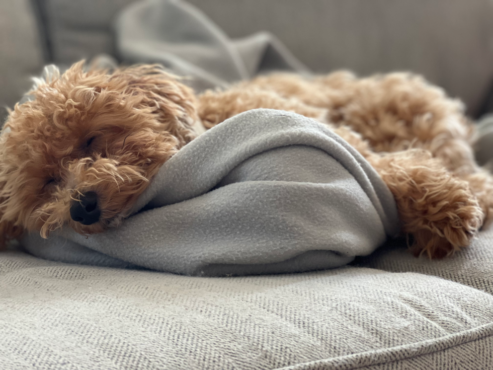 Sweet Poochon Pup in