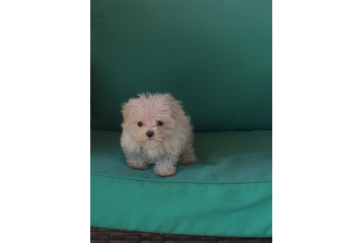 Maltese Pup Being Cute