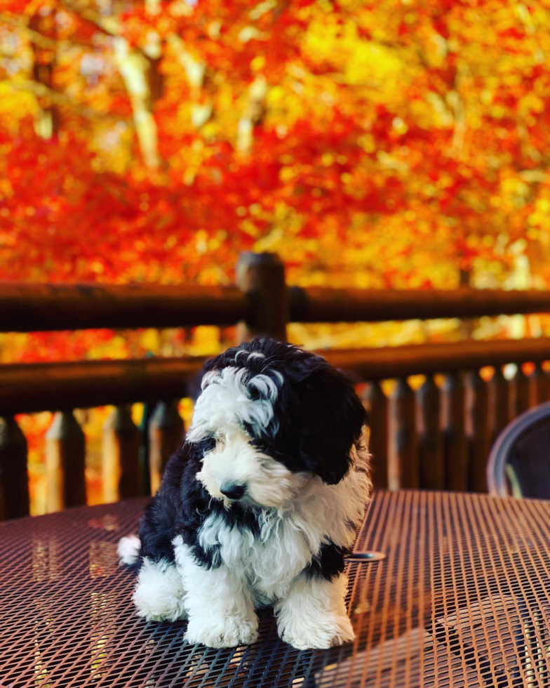 Playful Sheep Dog Poodle Mix Pup