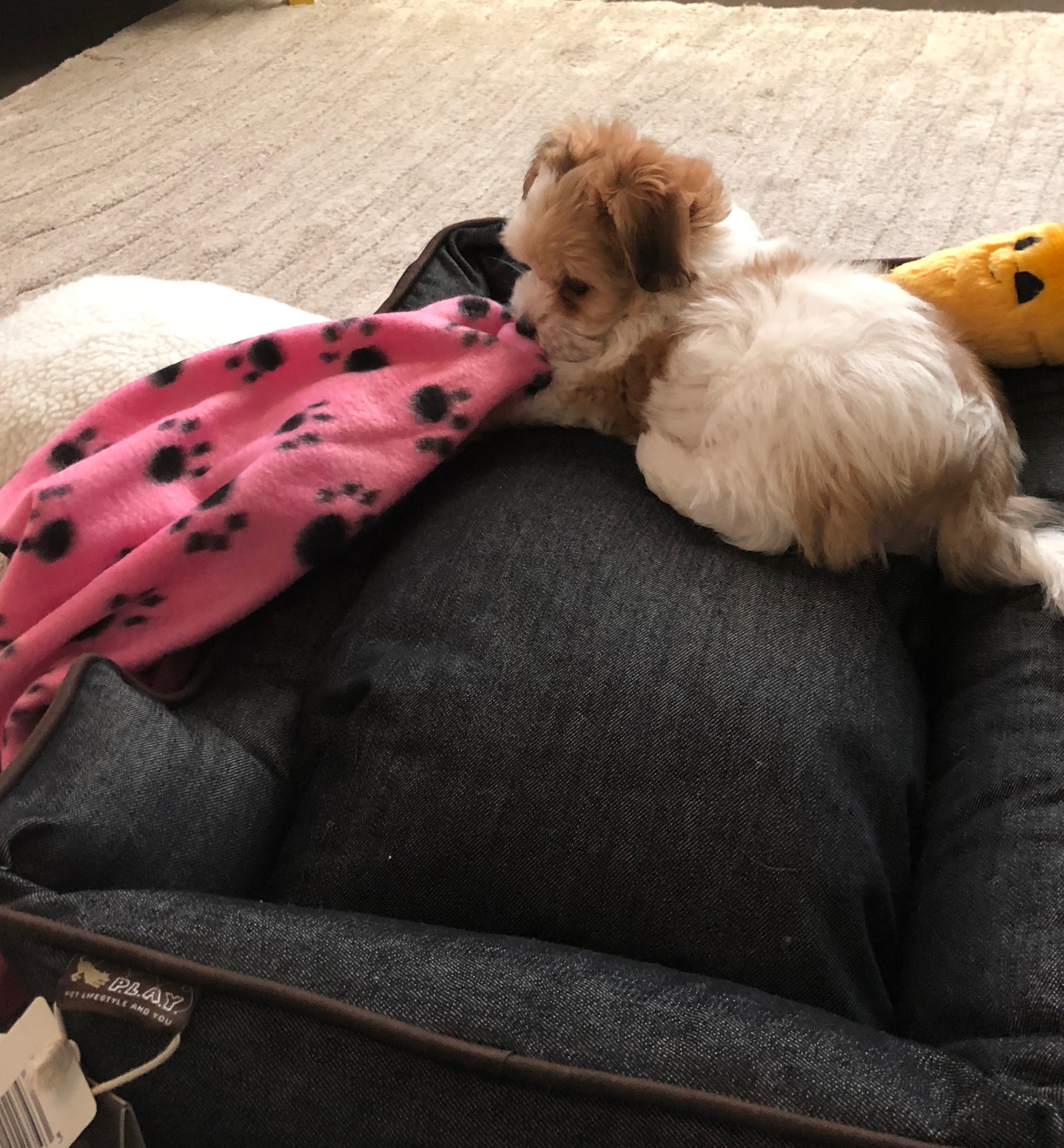 Best Morkie Baby