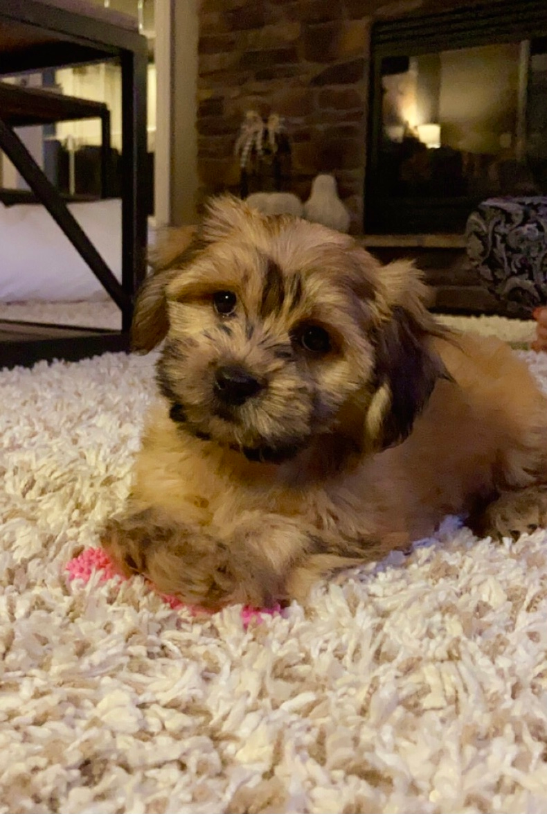 Adorable Havanese Purebred Puppy