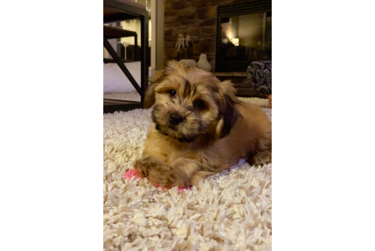 Adorable Havanese Purebred Puppy