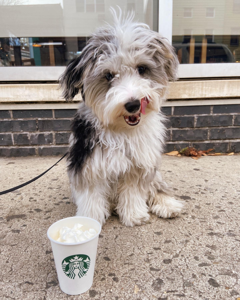 Adorable Australian Designer Pup