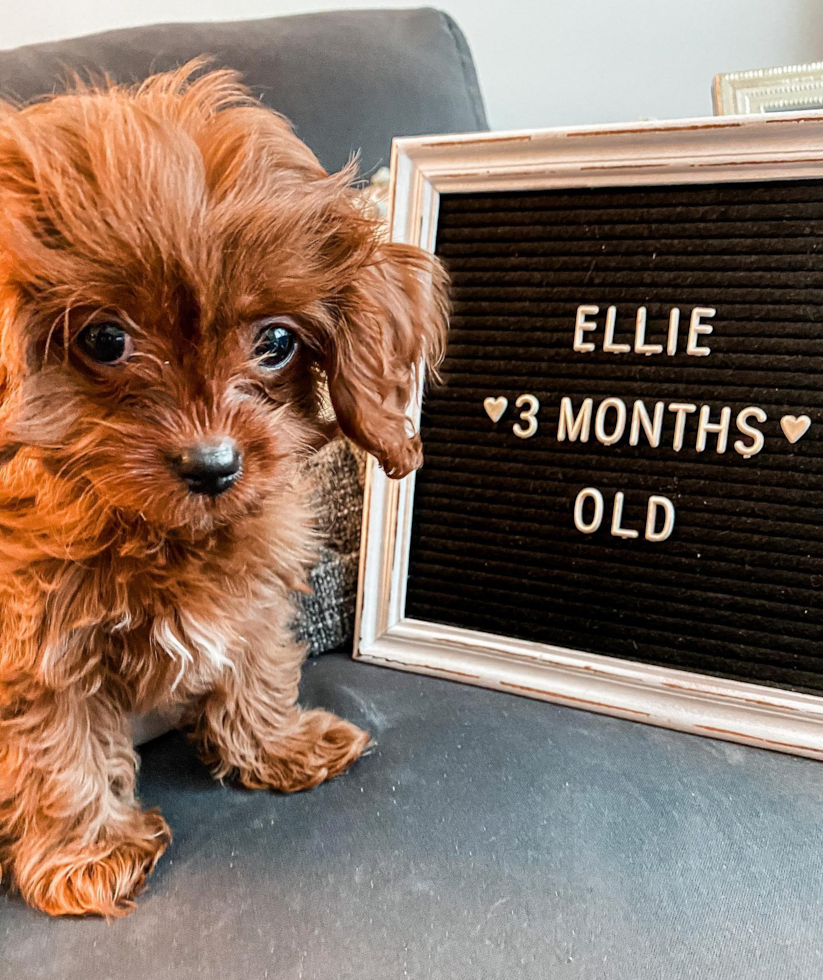 Friendly Cavapoo Pup