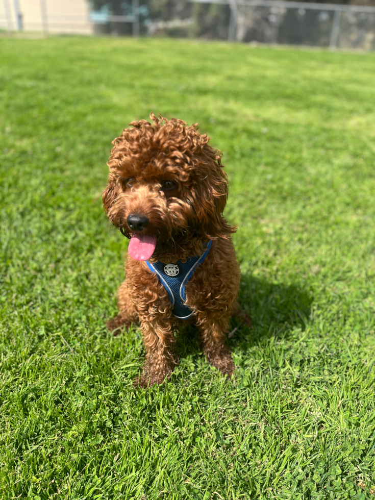 Happy Cavapoo Pup