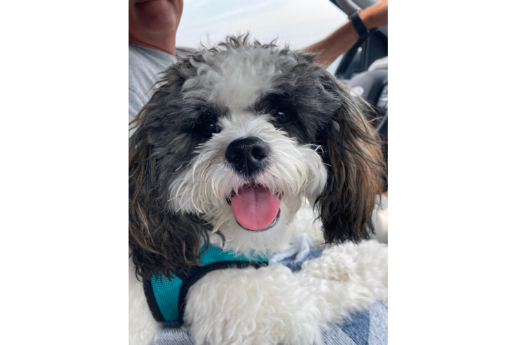 Energetic Shihpoo Poodle Mix Puppy