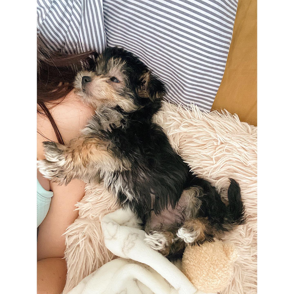 Small Morkie Pup in ATLANTA GA