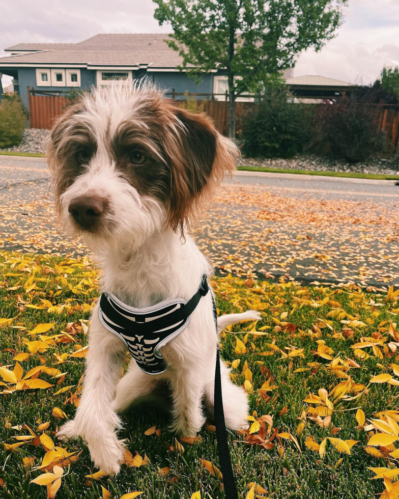 Sparks Mini Labradoodle Pup