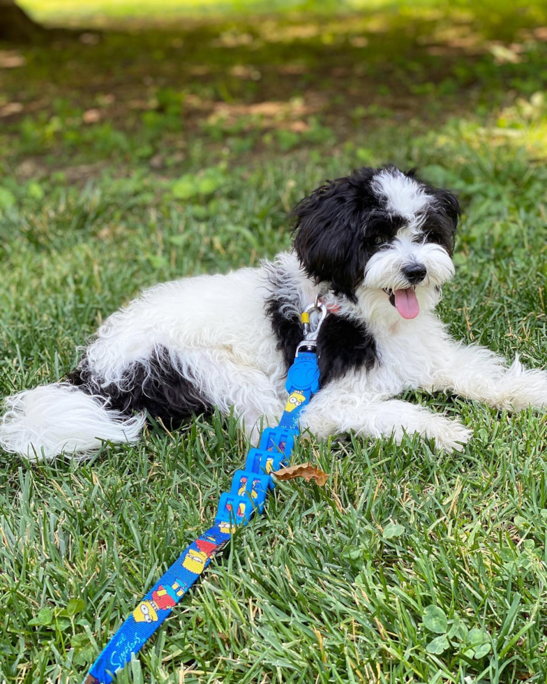 Funny Havanese Pup