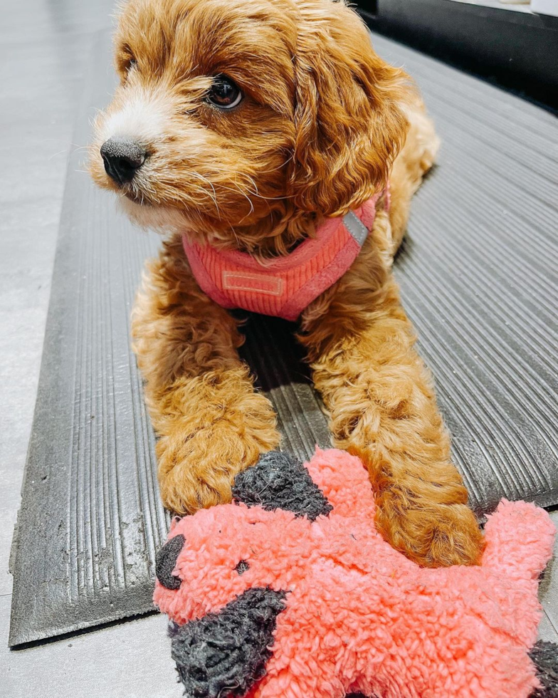 Sweet Cavapoo Pup in Swannanoa NC