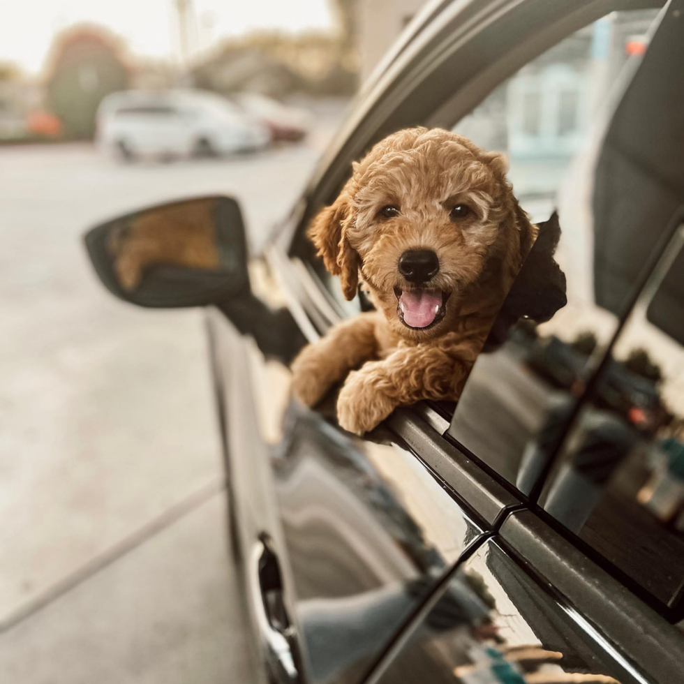 Mini Goldendoodle Being Cute