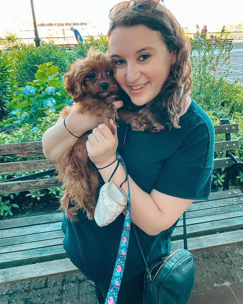 Adorable Cavoodle Poodle Mix Pup