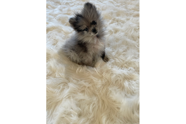 Pomeranian Puppy for Adoption