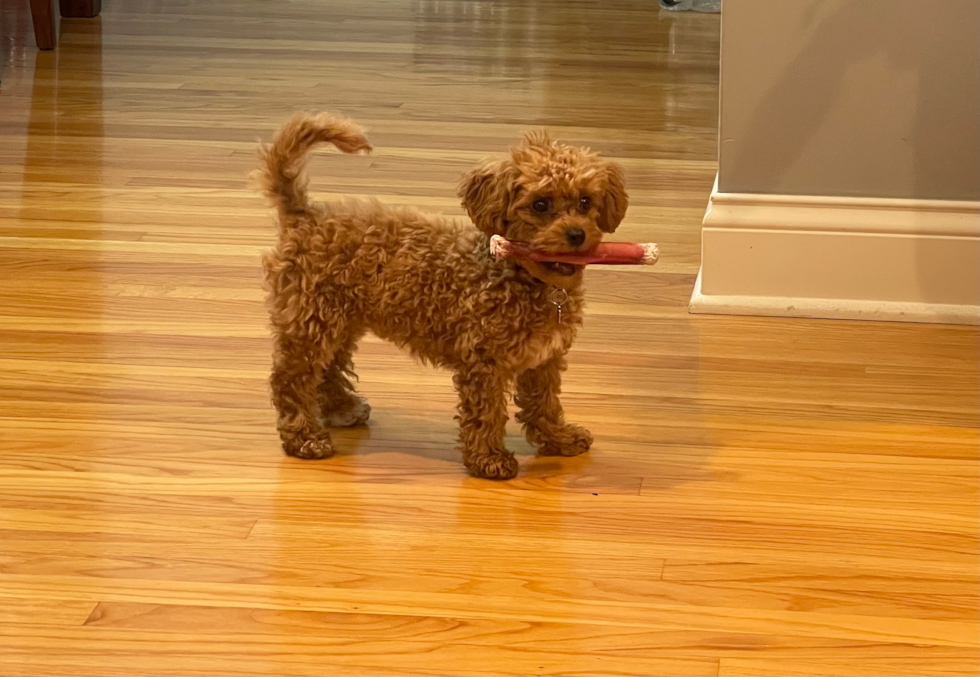 Little Cavoodle Poodle Mix Pup