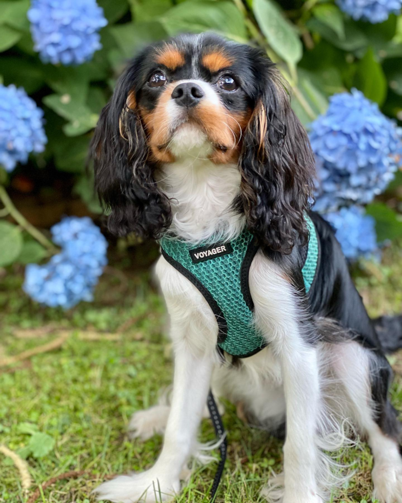 Small Cavalier King Charles Spaniel Purebred Pup